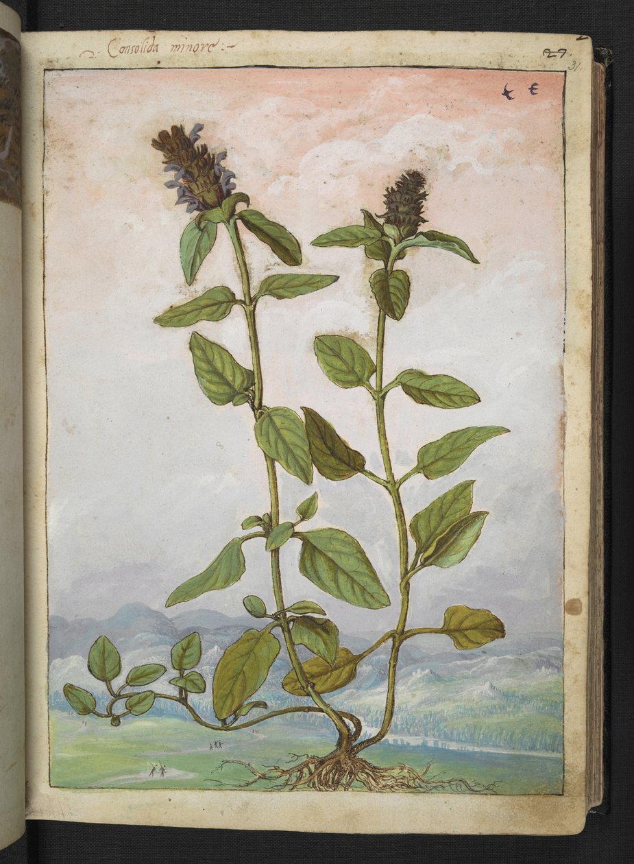 Symphytum bulbosum (żywokost bulwiasty), z „Obrazów flory stanów rzymskich” Gherardo Cibo, Add MS 22333, f031r, c.1564-84 (akwarela i gwasz na papierze) autorstwa Gherardo Cibo