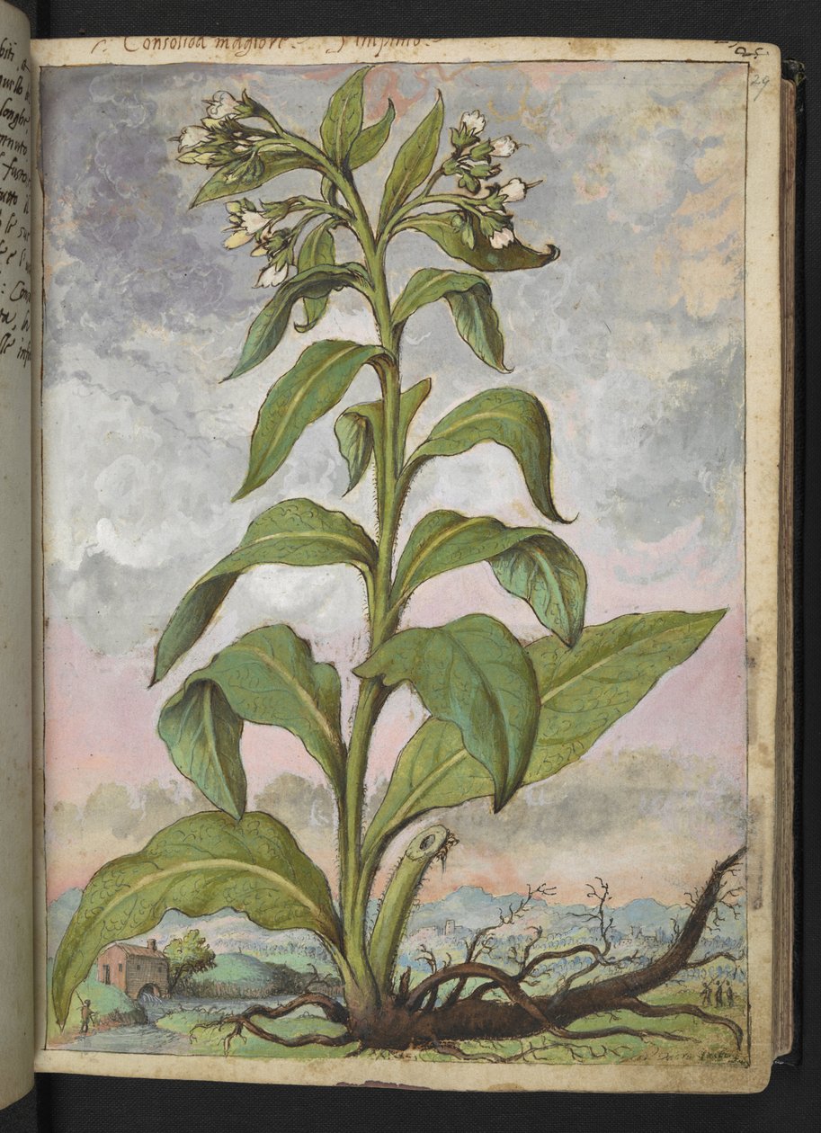 Symphytum officinale (żywokost), z „Obrazów flory państw rzymskich” Gherardo Cibo, Add MS 22333, f029r, c.1564-84 (akwarela i gwasz na papierze) autorstwa Gherardo Cibo