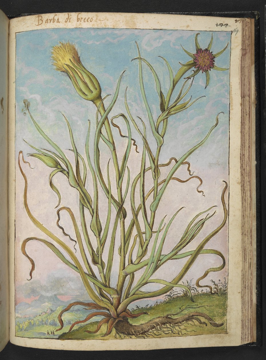 Tragopogon porrifolius, z „Obrazów flory państw rzymskich” Gherardo Cibo, Add MS 22333, f169r, c.1564-84 (akwarela i gwasz na papierze) autorstwa Gherardo Cibo