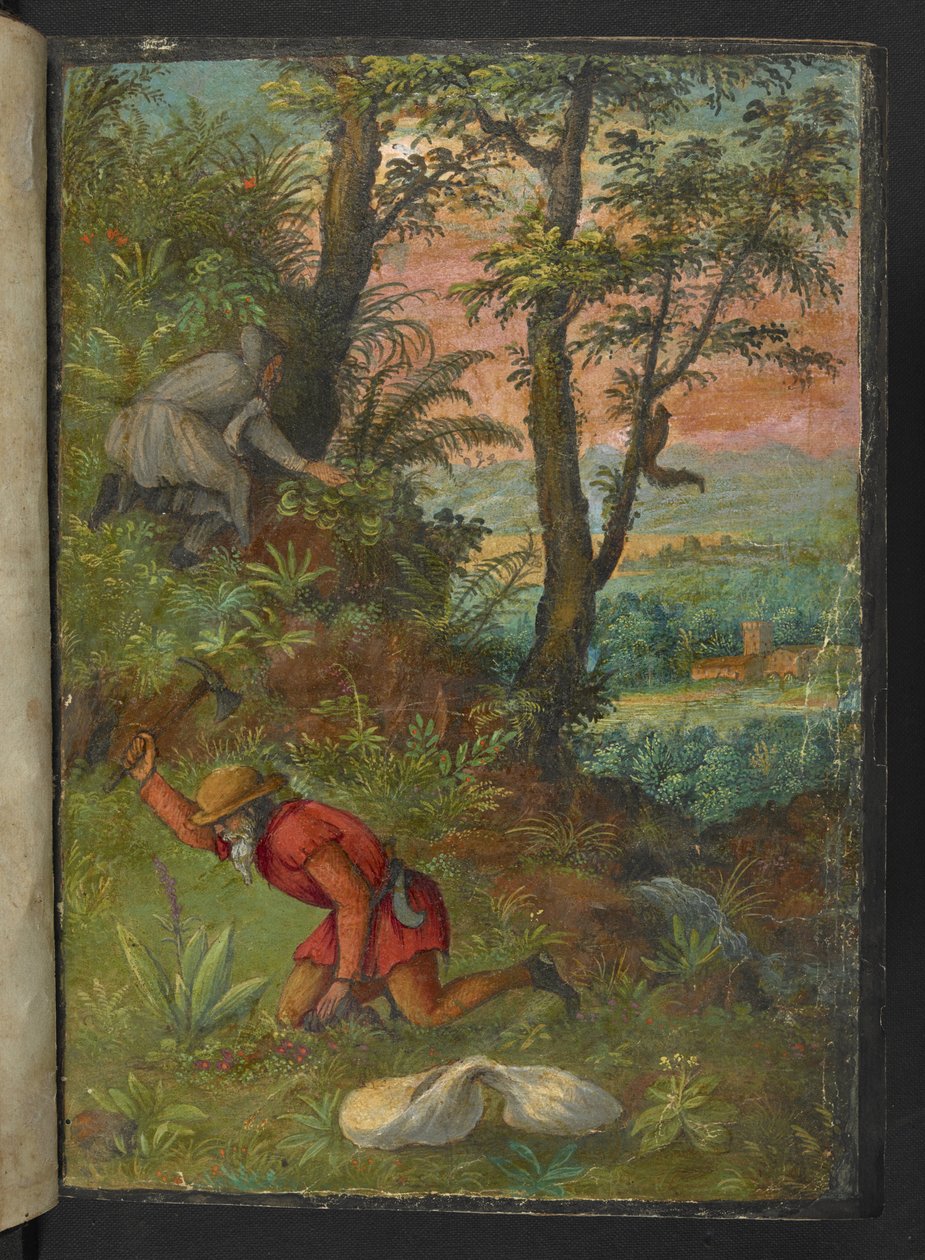 Dwóch mężczyzn w zalesionym terenie, kopiąc w poszukiwaniu roślin, z „Obrazów flory stanów rzymskich” Gherardo Cibo, Add MS 22333, f003r, c.1564-84 (akwarela i gwasz na papierze) autorstwa Gherardo Cibo