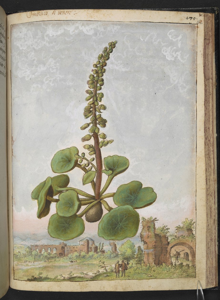 Umbilicus rupestris (Navelwort): Jadalna roślina kwitnąca, z „Obrazów flory stanów rzymskich” autorstwa Gherardo Cibo, Add MS 22333, f162r, c.1564-84 (akwarela i gwasz na papierze) autorstwa Gherardo Cibo