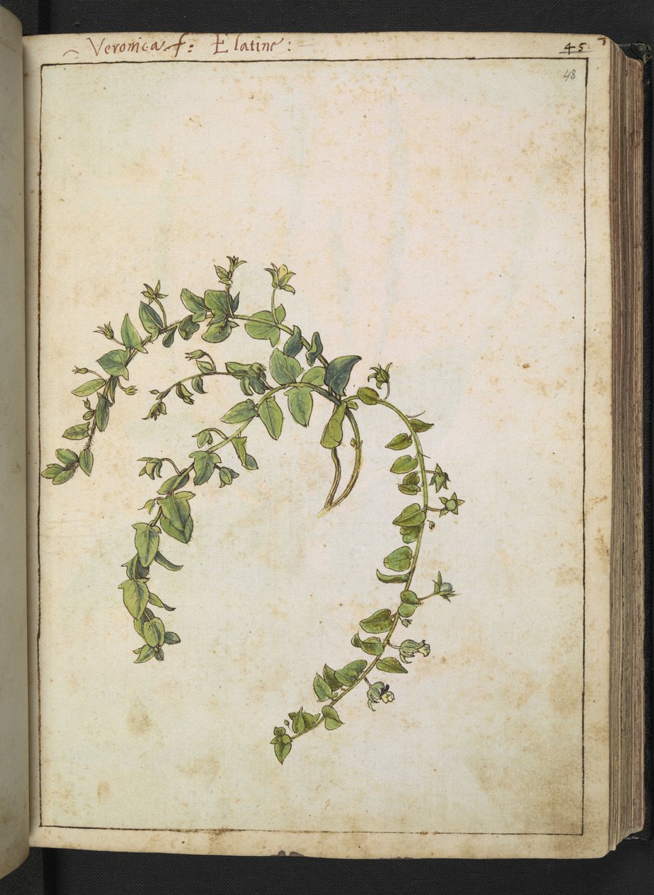 Veronica, z „Obrazy Flory Stanów Rzymskich” autorstwa Gherardo Cibo, Add MS 22333, f048r, c.1564-84 (akwarela i gwasz na papierze) autorstwa Gherardo Cibo