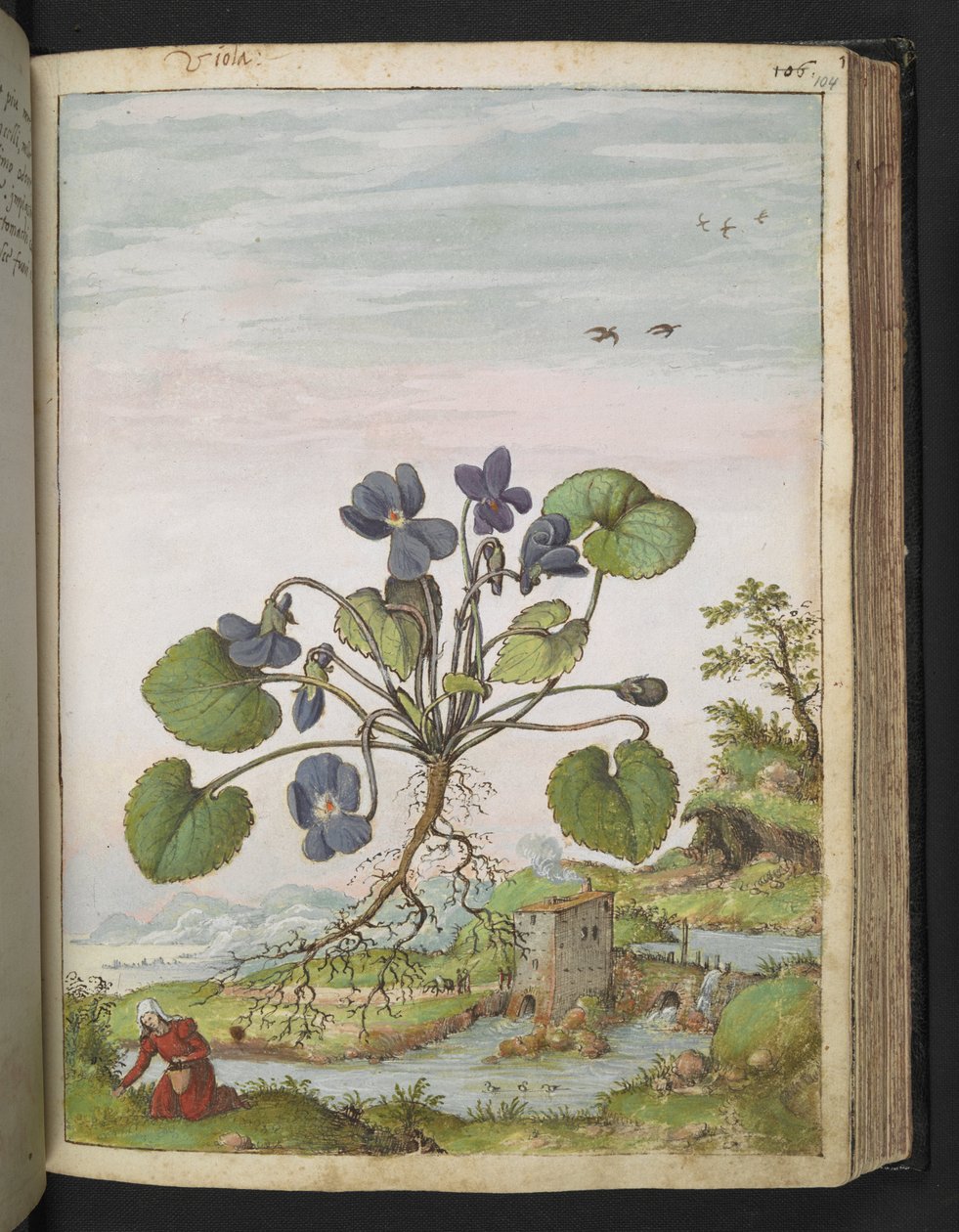 Viola odorata, z "Obrazów flory stanów rzymskich" Gherardo Cibo, Add MS 22333, f104r, c.1564-84 (akwarela i gwasz na papierze) autorstwa Gherardo Cibo