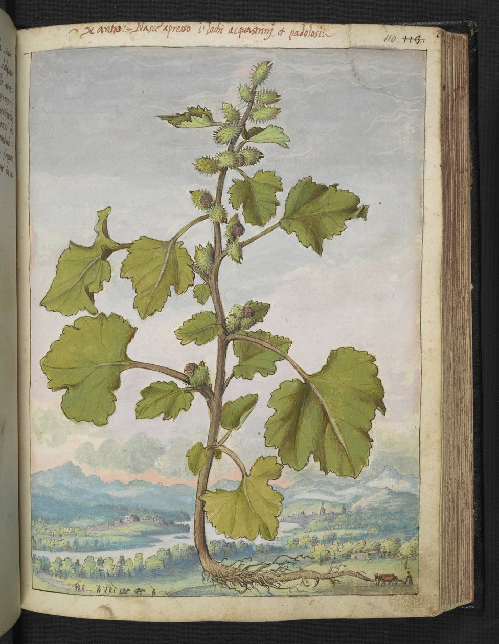 Strumarium Xanthium, z „Obraz flory stanów rzymskich” Gherardo Cibo, Add MS 22333, f110r, c.1564-84 (akwarela i gwasz na papierze) autorstwa Gherardo Cibo