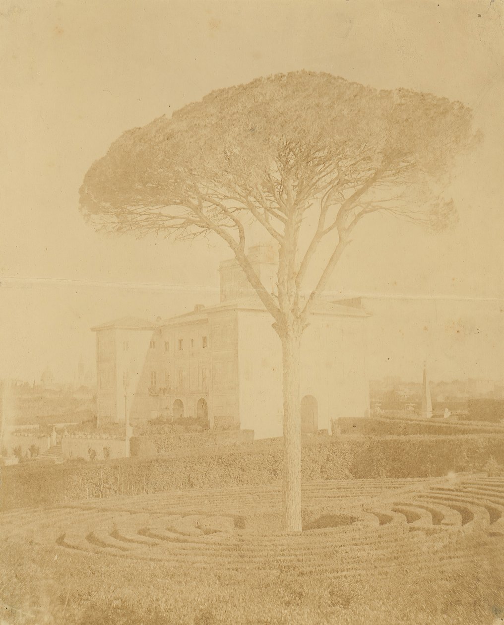 [Drzewo w formalnym ogrodzie na zewnątrz pałacu], lata 1860-70. autorstwa Giacomo Caneva