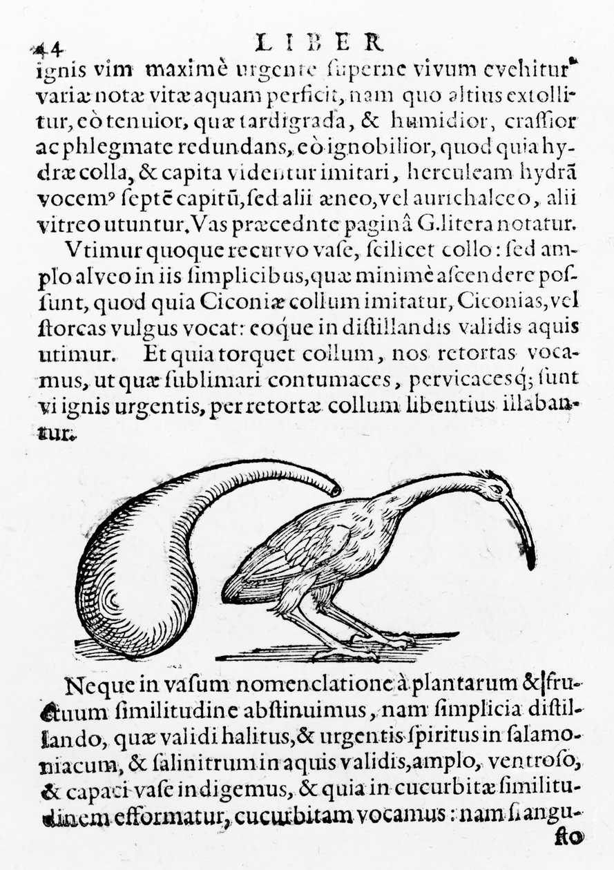Kolba i ibis, ilustracja z De distillatione autorstwa Giambattista della Porta, opublikowana w 1610 r. autorstwa Giambattista della Porta
