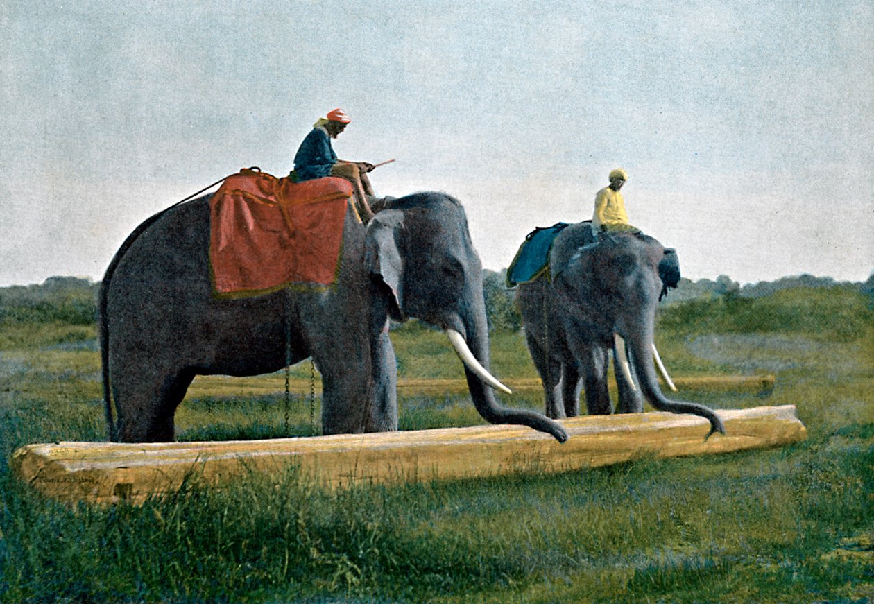 Słonie w ruchu kłody, Cejlon, ok. 1890 r. autorstwa Gillot