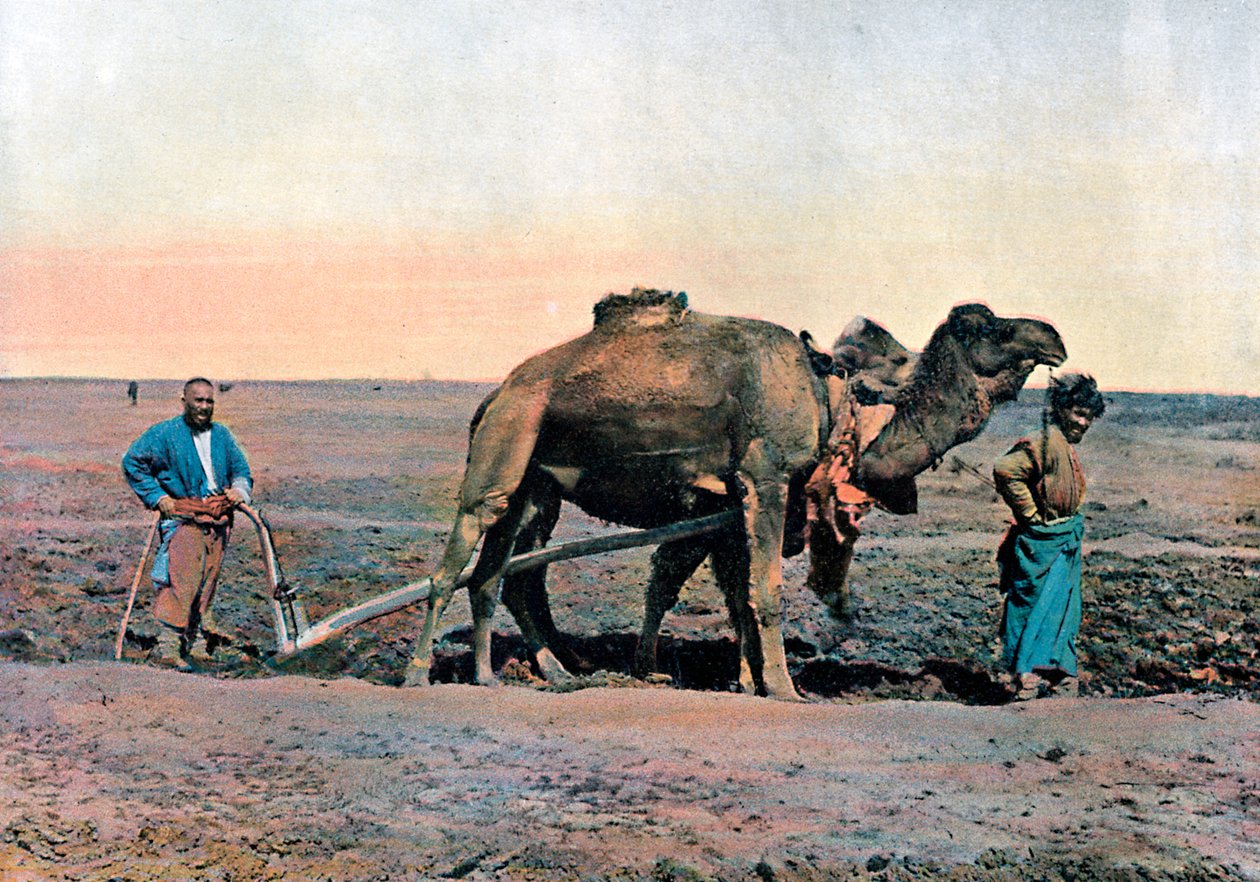 Robotnicy rolni orający wielbłądem, Kaukaz, ok. 1890 r. autorstwa Gillot