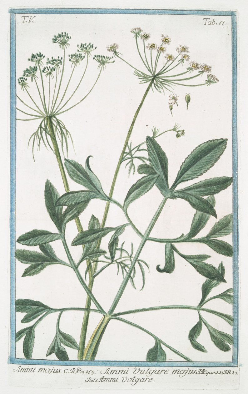 Ammi majus autorstwa Giorgio Bonelli