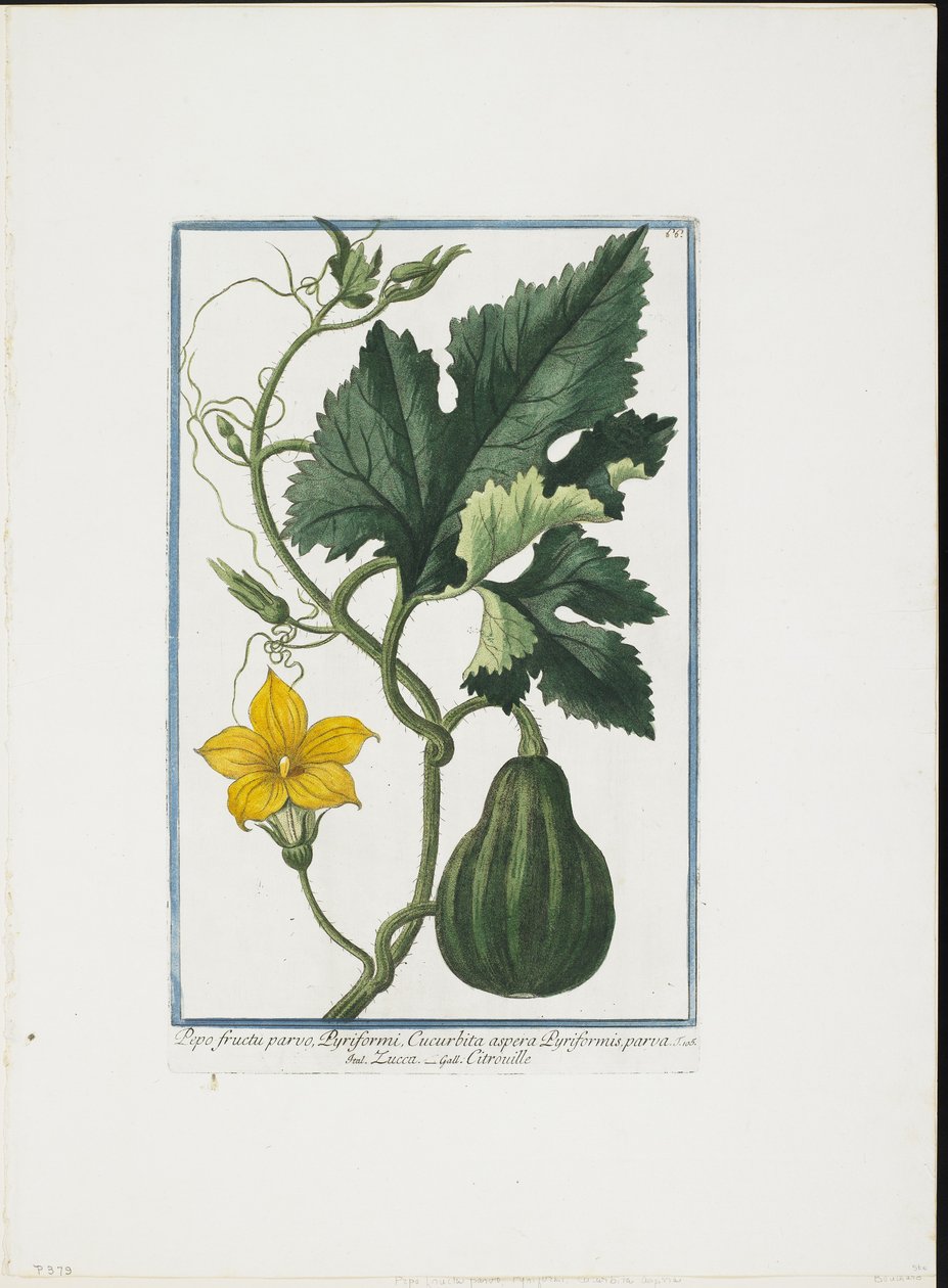 Nadruk roślinny, z Hortus Romanus, tom. I lub II, 1772-93 (grafika punktowana, gwasz ręcznie kolorowany) autorstwa Giorgio Bonelli