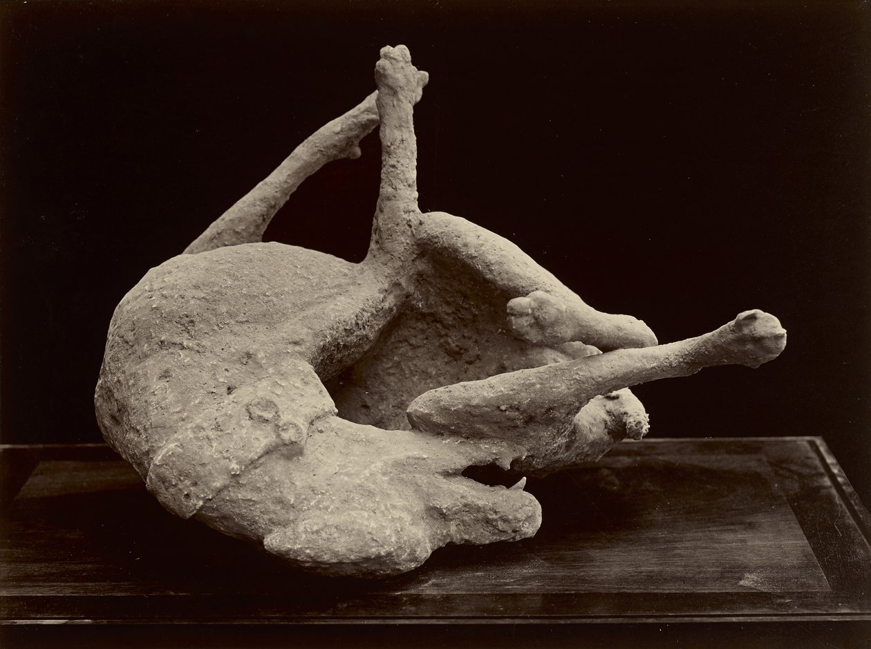 Pies, Pompeje, ok. 1870 (srebrny odbitka albuminowa z negatywu szklanego) autorstwa Giorgio Sommer