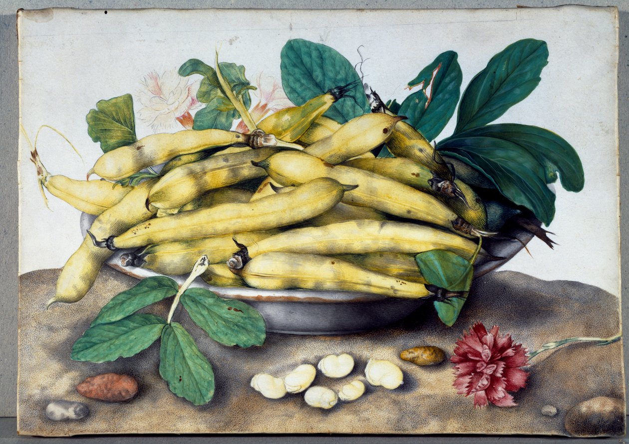 Martwa natura ze strąkami bobu (wc na pergaminie) autorstwa Giovanna Garzoni