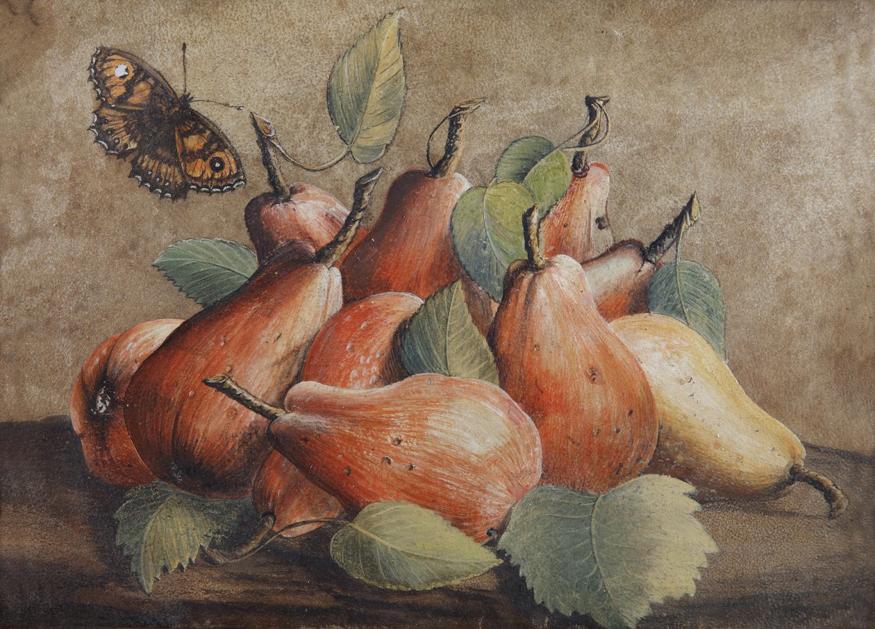 Martwa natura z gruszkami i motylem autorstwa Giovanna Garzoni