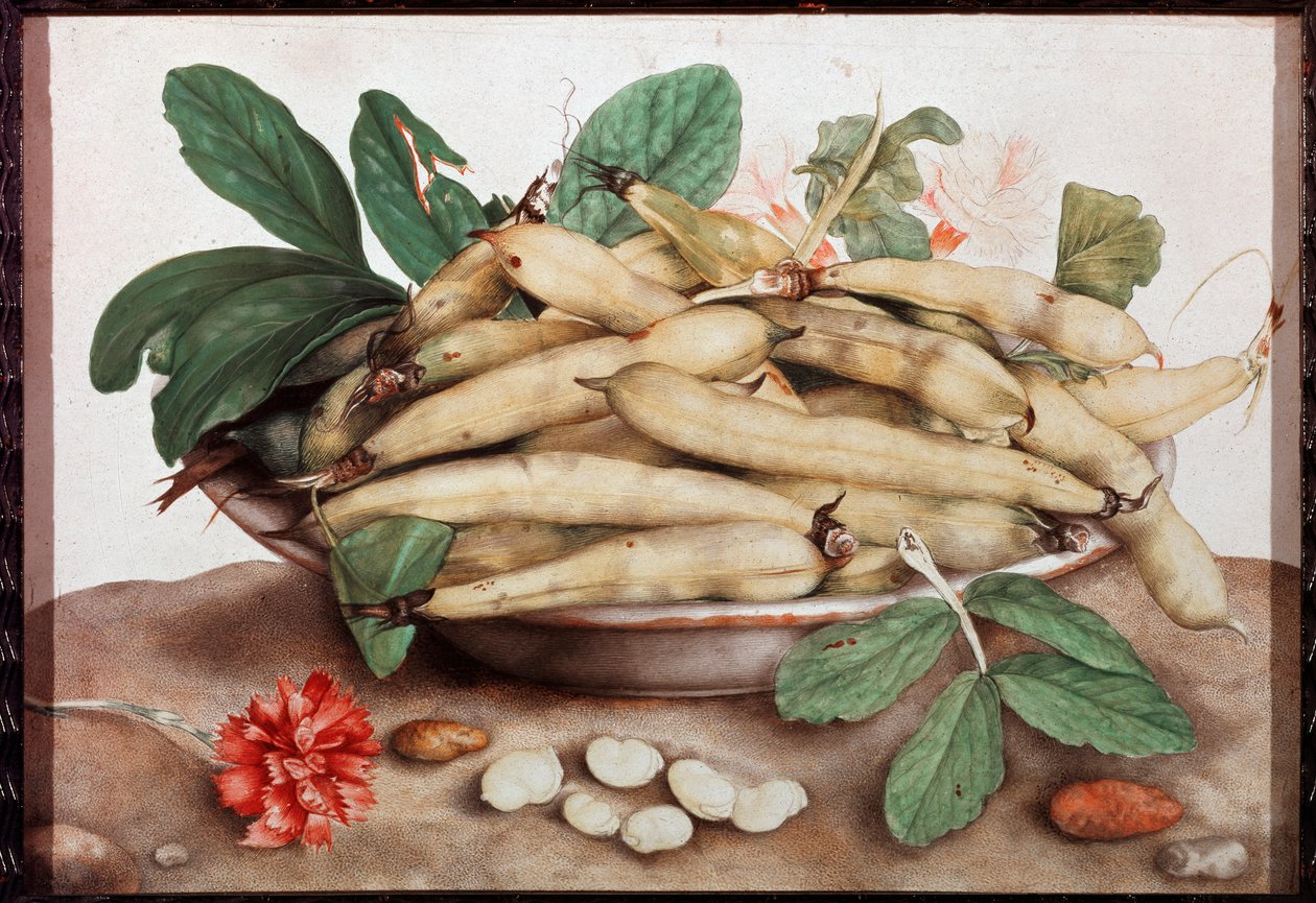 Martwa natura z tabliczką fasolową Obraz Giovanny Garzoni (1600-1670) XVII-wieczna Florencja. Pałac Pitti. autorstwa Giovanna Garzoni