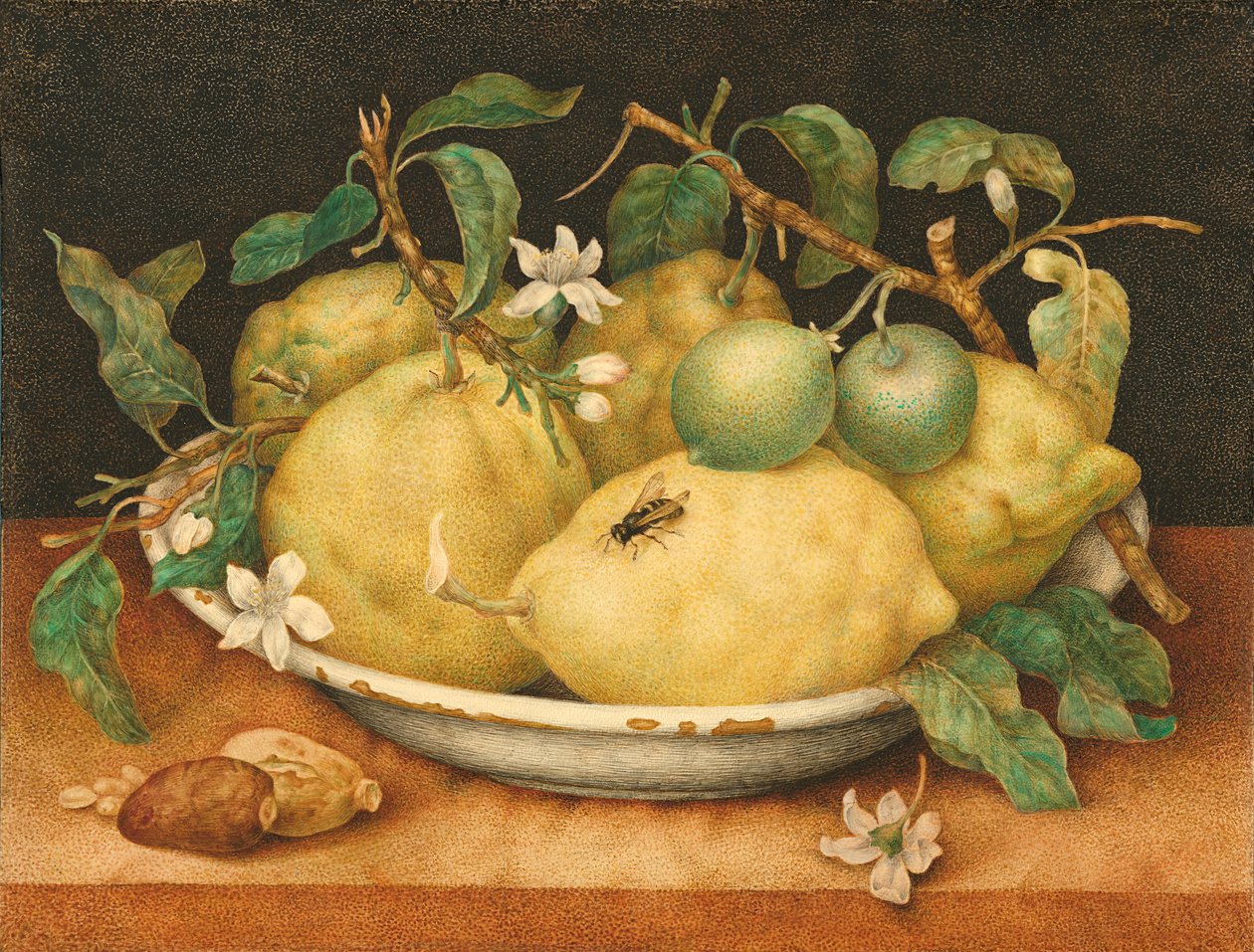 Martwa natura z miską cytronów, ok. 1640 (tempera na welinie) autorstwa Giovanna Garzoni