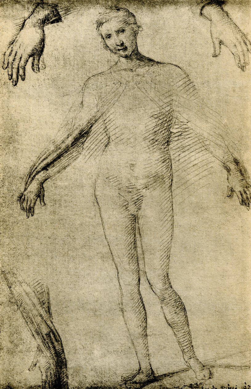 Studium modelowe dla Maryi Dziewicy jako mater misericordiae autorstwa Giovanni Antonio Bazzi Sodoma