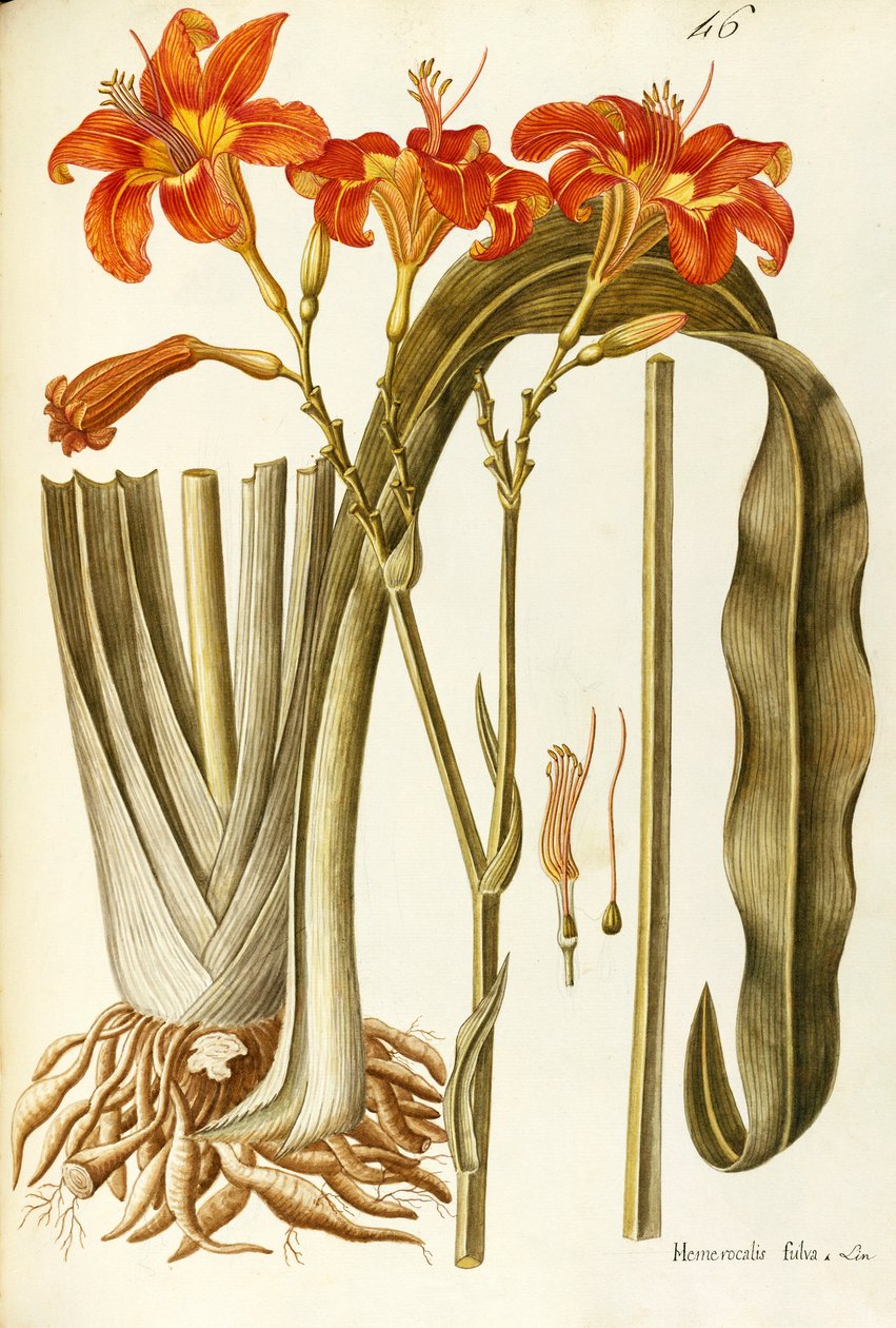 Liliowiec pomarańczowy (Hemerocallis fulva), Liliaceae, Giovanni Antonio Bottione, akwarela autorstwa Giovanni Antonio Bottione