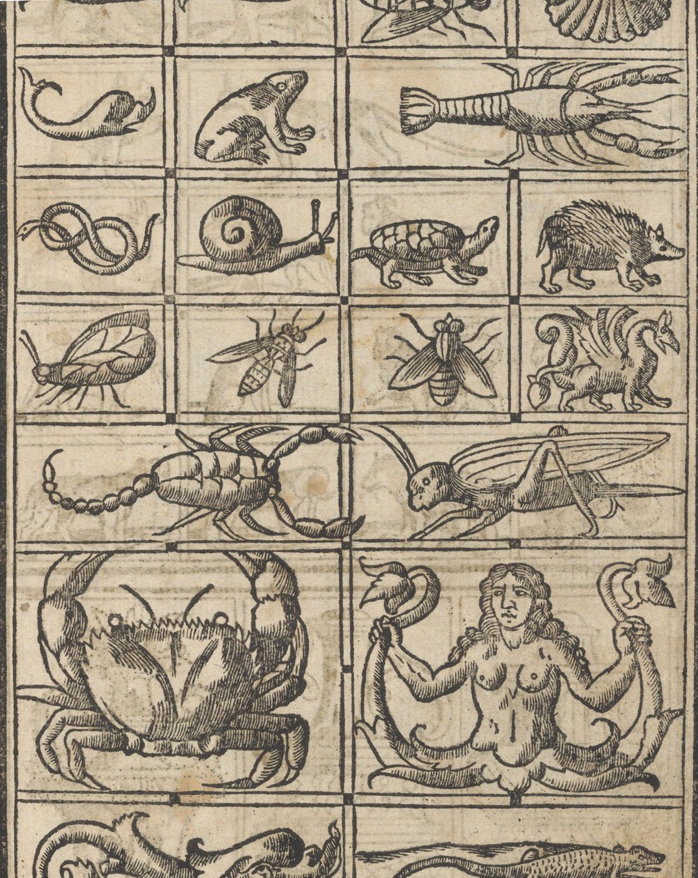 Przykład recammi, strona 11 recto, 1530. autorstwa Giovanni Antonio Tagliente