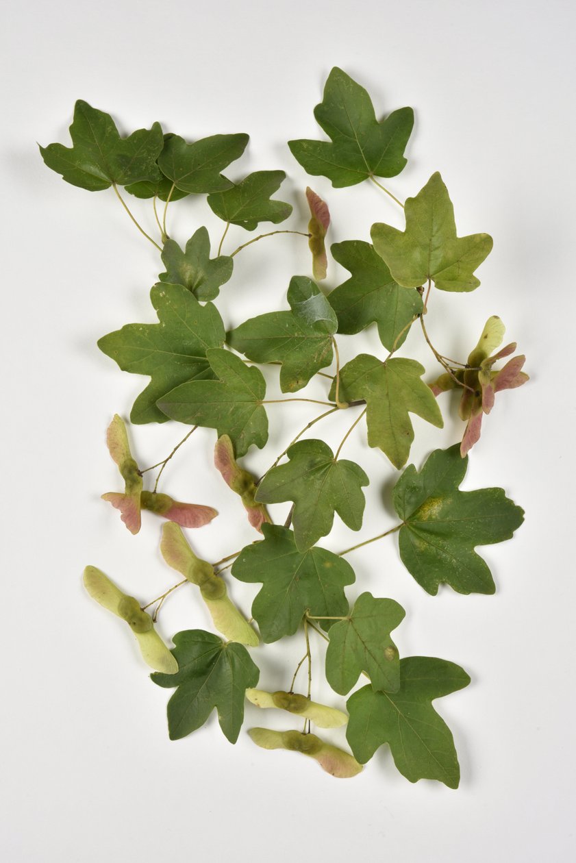 Campestre Acer/Klon Krajowy/Mały Klon autorstwa Phillipe de Marlier