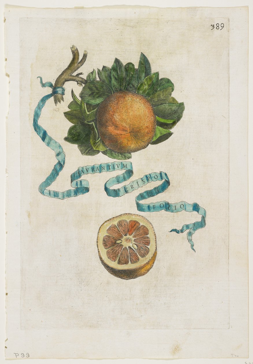 Aurantium Crispo Folio, z Hesperyd, 1646 autorstwa Giovanni Battista Ferrari