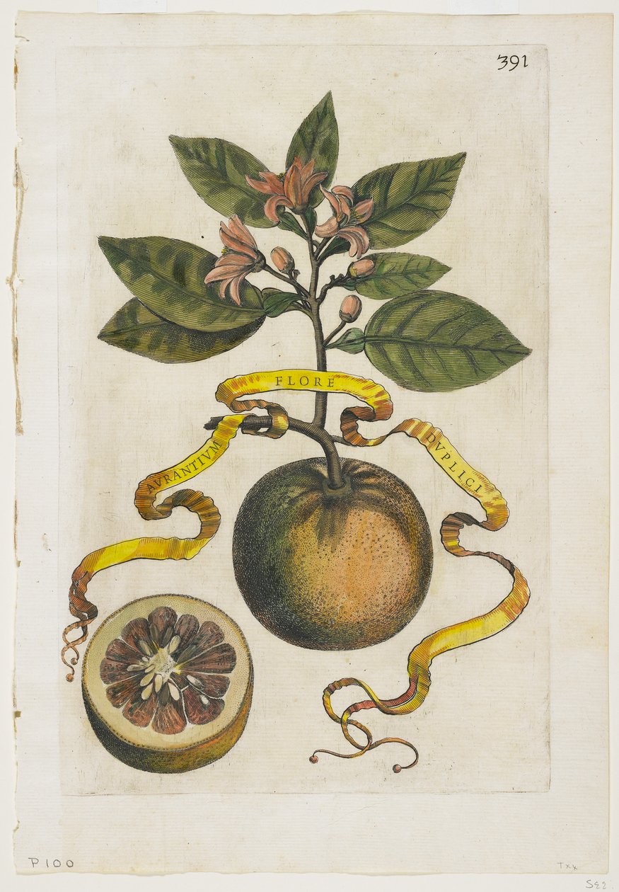 Aurantium Double Flore, z Hesperyd, 1646 autorstwa Giovanni Battista Ferrari