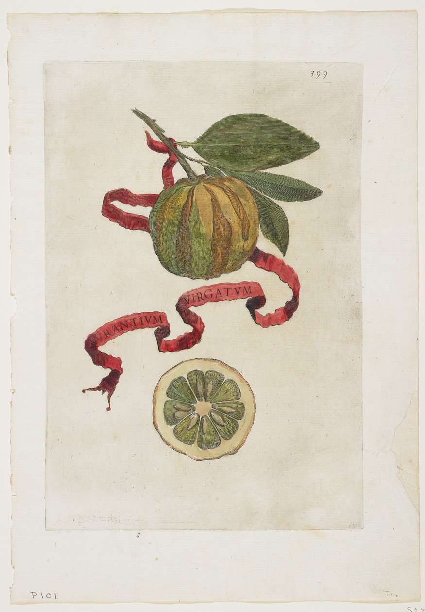 Aurantium Virgatum, z Hesperyd, 1646 autorstwa Giovanni Battista Ferrari