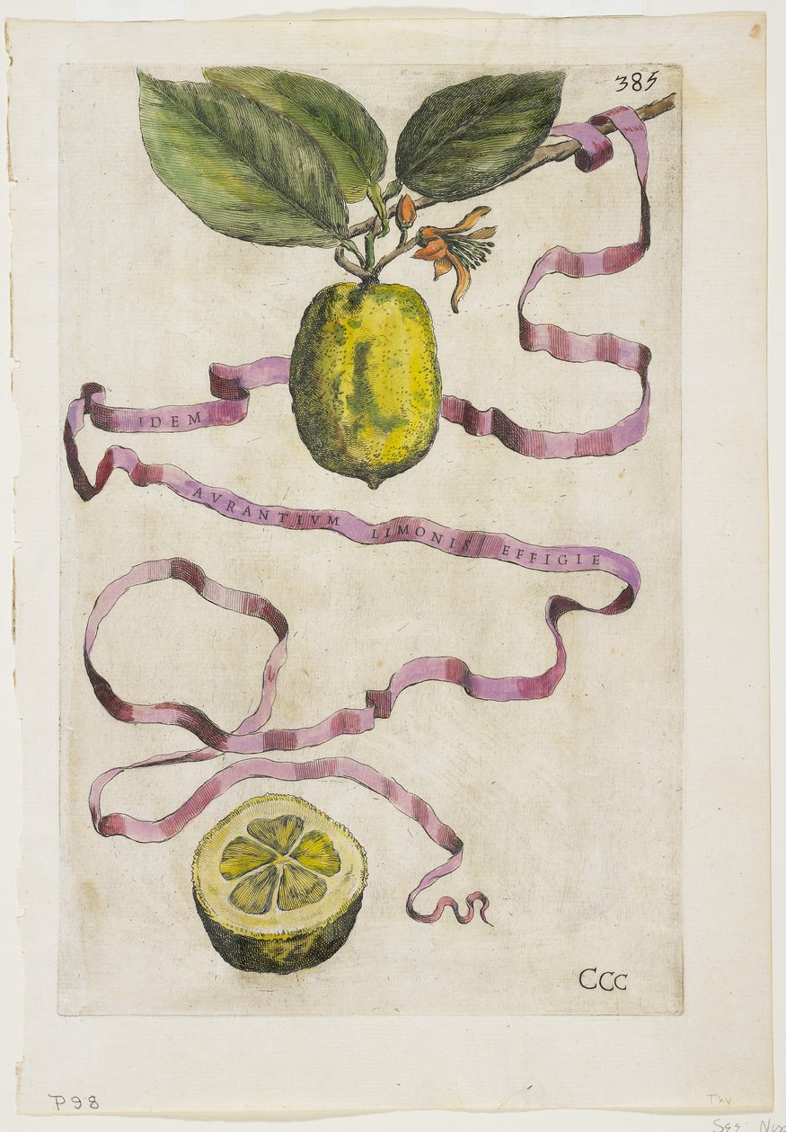 Idem Aurantium Limonis Effigle, z Hesperydy, 1646 autorstwa Giovanni Battista Ferrari