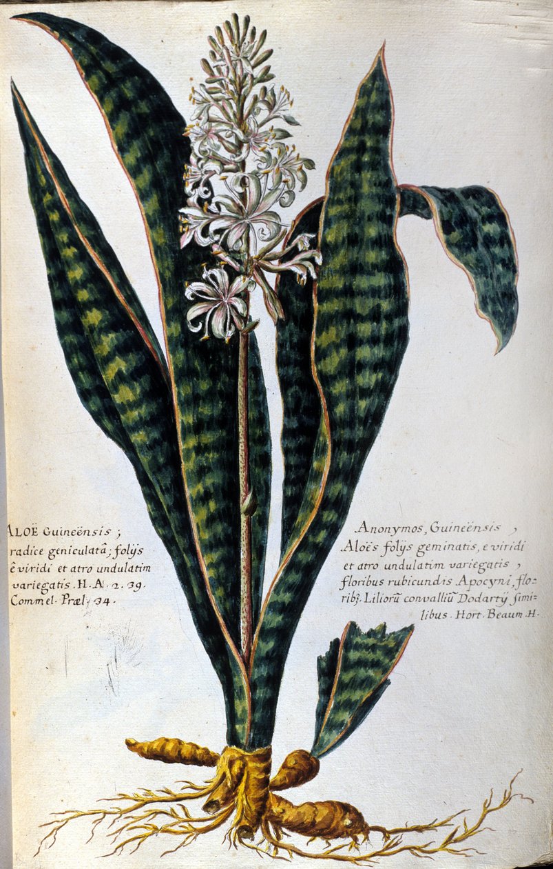Aloes. Rośliny lecznicze. Grawerowanie - w "Praktycznej historii botanicznej, czyli nomenklaturze, opisie i zaletach roślin, które należą do zastosowania medycyny..." autorstwa Giovanni Battista Morandi