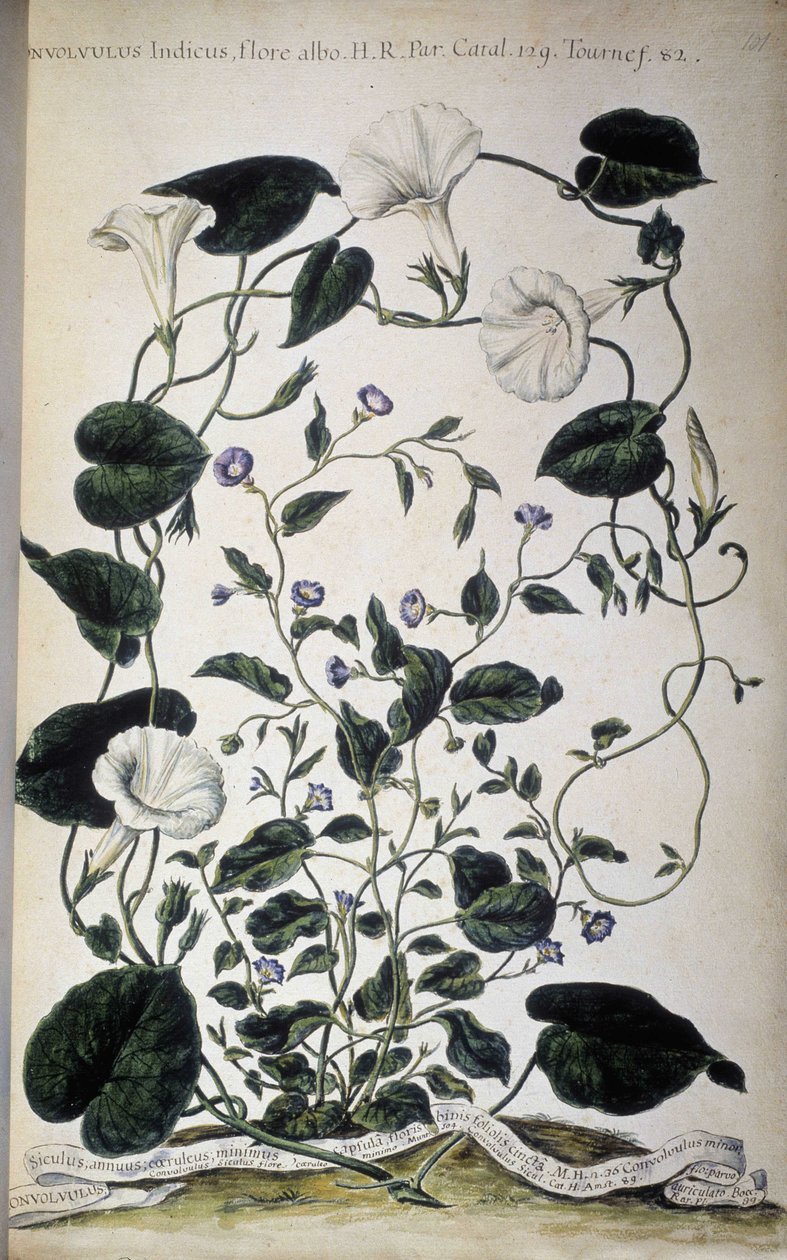 Deska botaniczna: Odmiany powoju. Odmiany Convolvulus (flora biała Convolvulus Indicus; Convolvulus Siculus). Giovanni Battista Morandi, Malowany ogród botaniczny czyli zbiór roślin..., tom I autorstwa Giovanni Battista Morandi