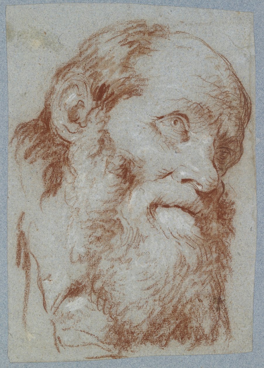 Głowa starego brodatego mężczyzny (czerwona kreda, zmatowiona bielą, na wyblakłym szaroniebieskim papierze) autorstwa Giovanni Battista Tiepolo