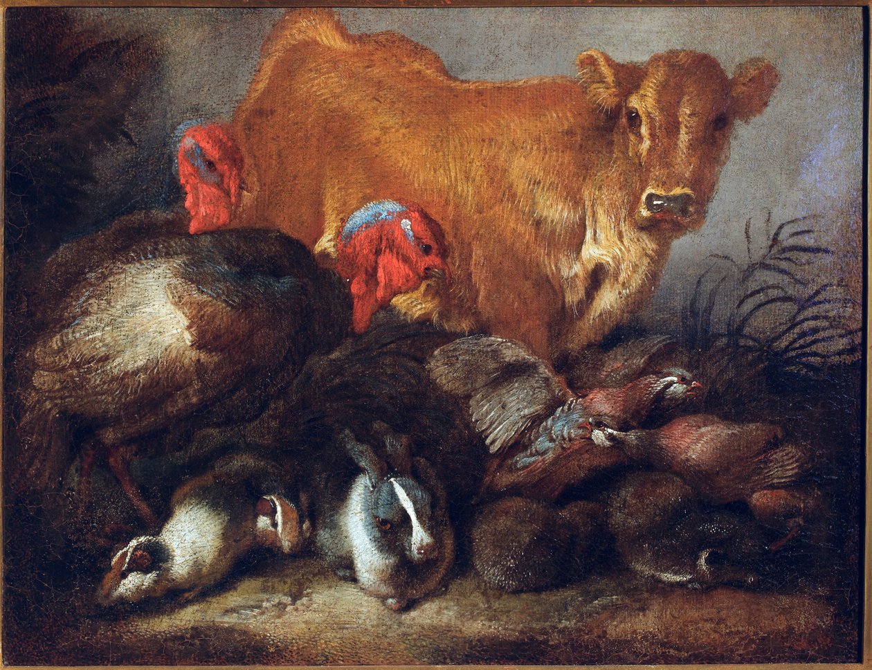 Studium zwierząt Krowa, indyk, królik, Obraz Giovanniego Benedetto Castiglione dit il Grechetto (1610-1665) Wymiary 30x38,5 cm Genes, Musei di Strada Nuova autorstwa Giovanni Benedetto Castiglione