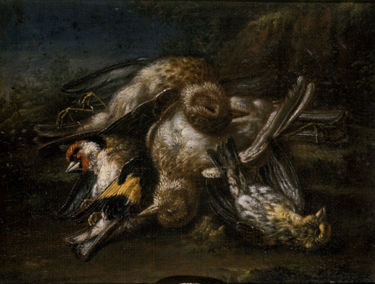 Martwe Ptaki (olej na drewnie lipowym) autorstwa Giovanni Benedetto Castiglione