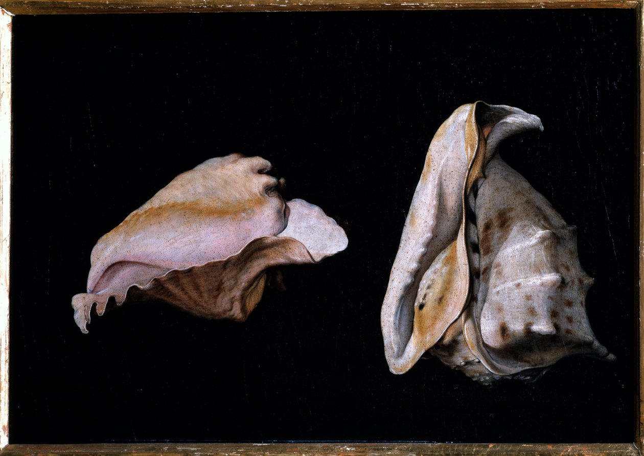 Dwie muszle (Martwa natura z muszelkami) Obraz Filippo Napoletano (1587-1629) 1618 Dim 39x56 cm Florencja, palazzo Pitti autorstwa Giovanni Girolamo Savoldo