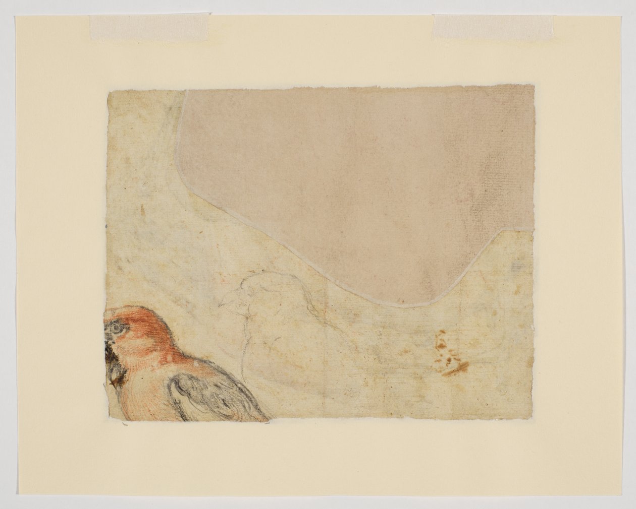 Studium ptaków, verso (kreda na papierze) autorstwa Giovanni da Udine (after)