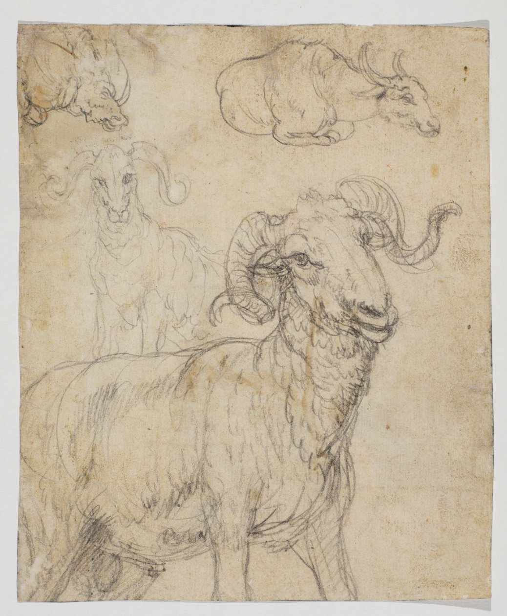 Baran i bawół, verso (rysunek kredą i akwarelą) autorstwa Giovanni da Udine (after)