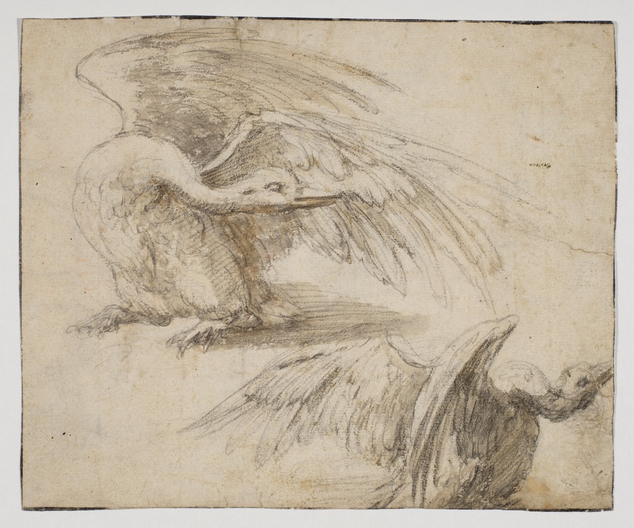 Dwa łabędzie, recto (rysunek kredą i akwarelą) autorstwa Giovanni da Udine (after)
