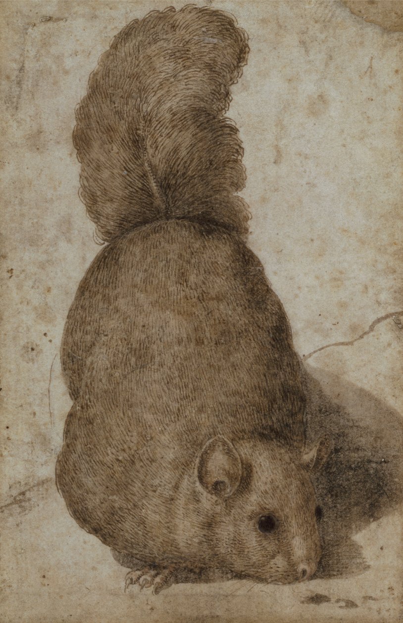 Wiewiórka (pióro i atrament) autorstwa Giovanni da Udine (attr. to)