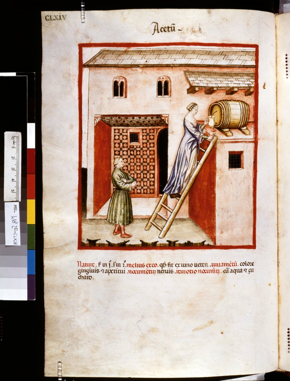 Theatrum sanitatis Ububchasyma de Baldach: "Acetum", pierwsza dekada XIV wieku (miniatura) autorstwa Giovannino de