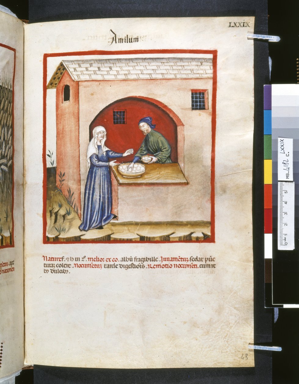 Theatrum sanitatis Ububchasyma de Baldach: "Amilum", pierwsza dekada XIV wieku (miniatura) autorstwa Giovannino de