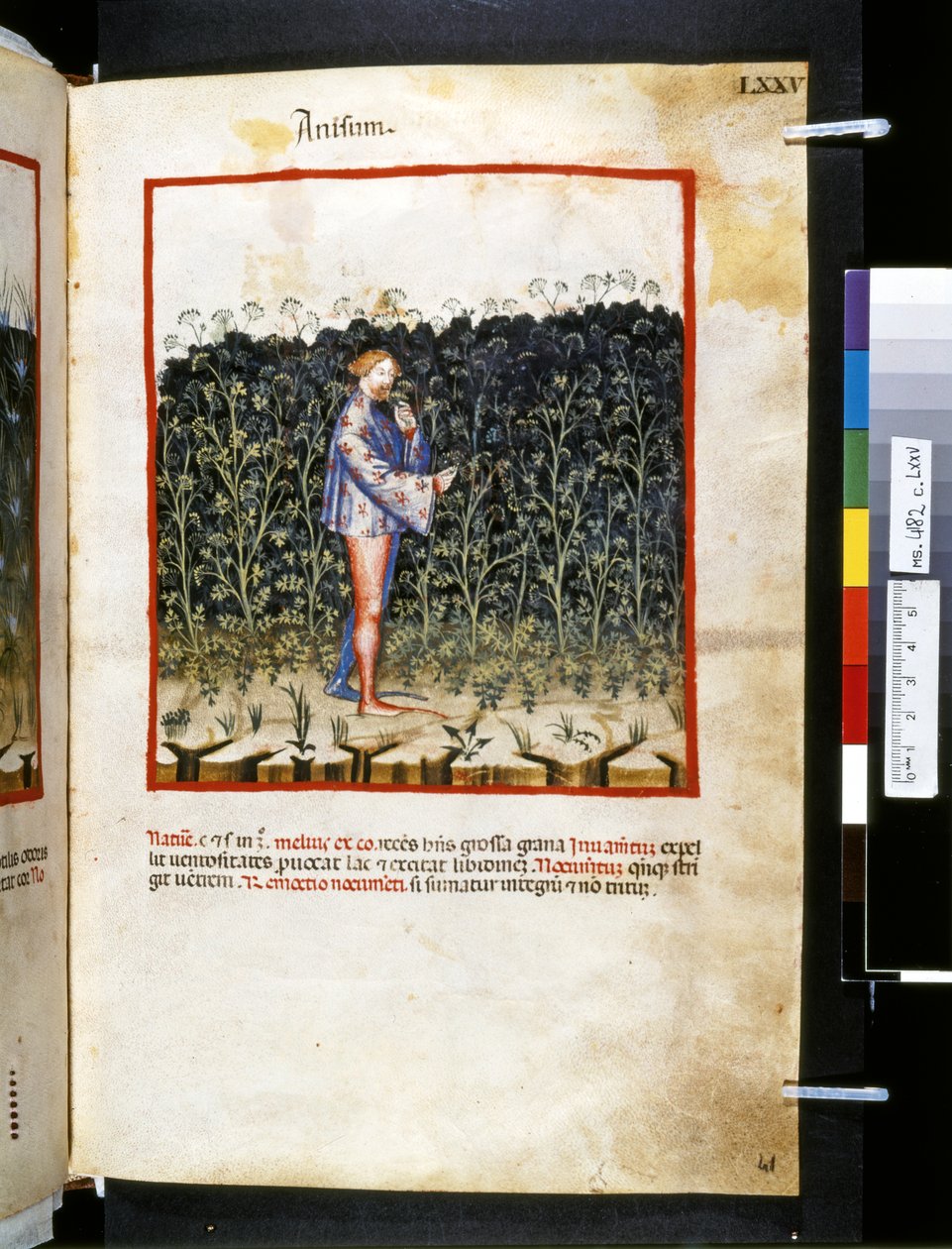Theatrum sanitatis Ububchasyma de Baldach: "Anisum", pierwsza dekada XIV wieku (miniatura) autorstwa Giovannino de