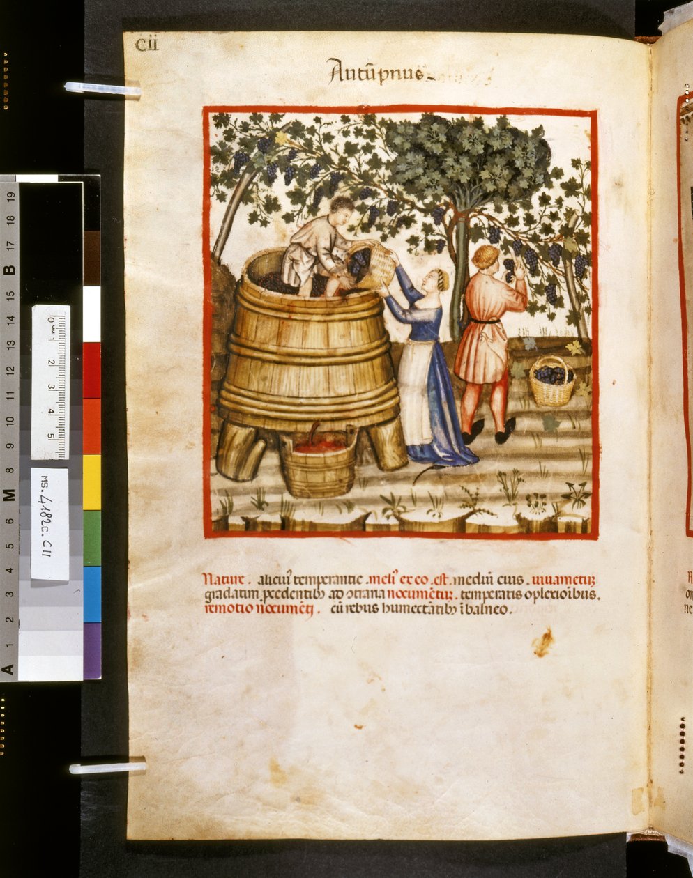 Theatrum sanitatis Ububchasyma de Baldach: "Autupnus", pierwsza dekada XIV wieku (miniatura) autorstwa Giovannino de