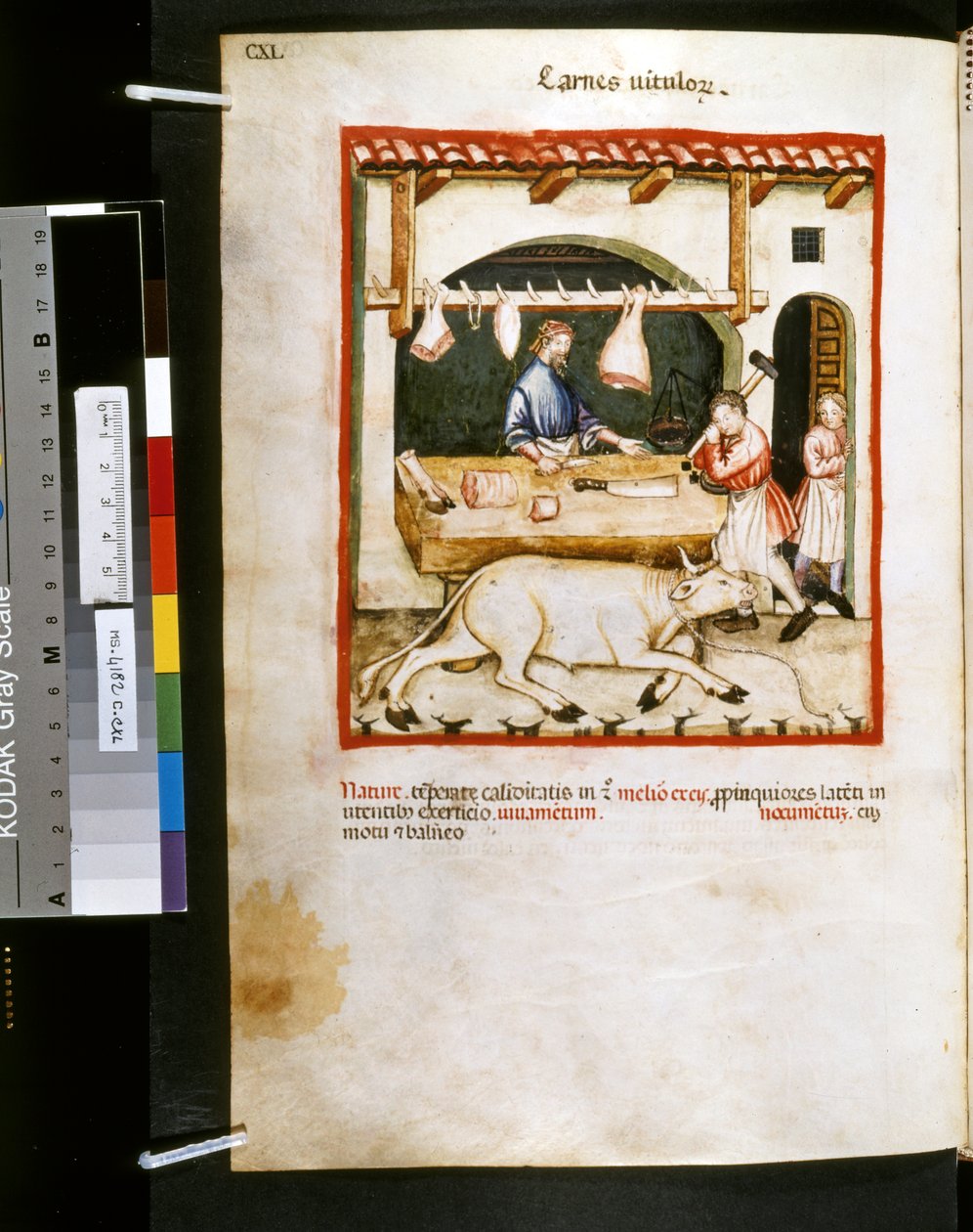 Theatrum sanitatis Ububchasyma de Baldach: "Carnes Vitulorum", pierwsza dekada XIV wieku (miniatura) autorstwa Giovannino de