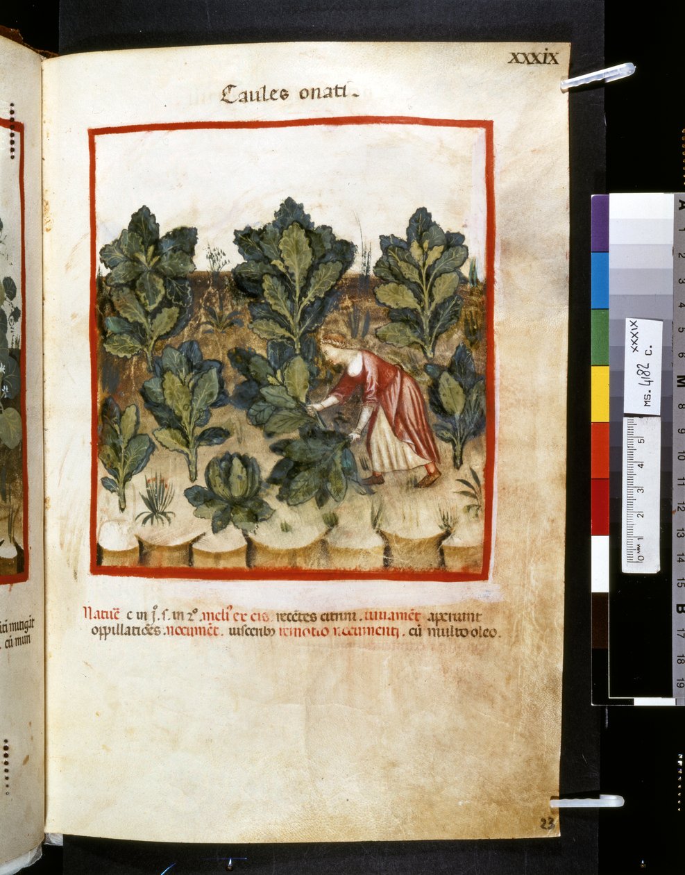 Theatrum sanitatis Ububchasyma de Baldach: "Caules Onati", pierwsza dekada XIV wieku (miniatura) autorstwa Giovannino de