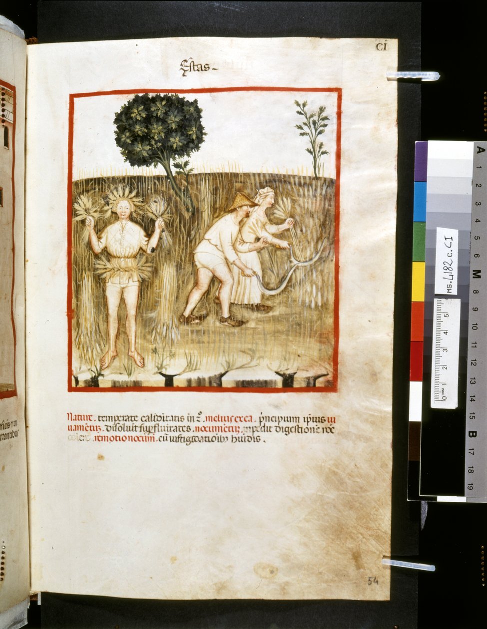 Theatrum sanitatis Ububchasyma de Baldach: "Estas", pierwsza dekada XIV wieku (miniatura) autorstwa Giovannino de
