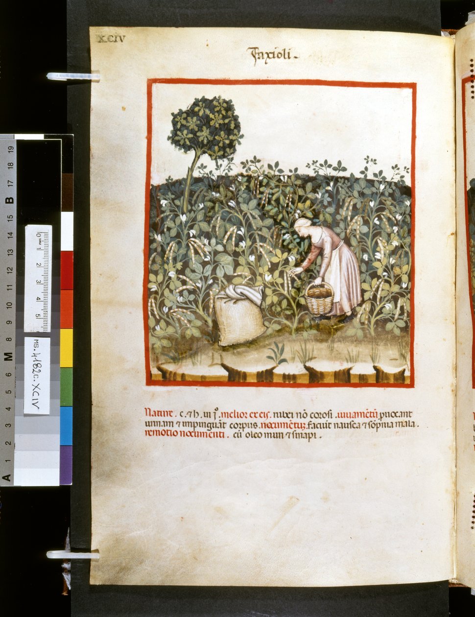 Theatrum sanitatis Ububchasyma de Baldach: "Faxioli", pierwsza dekada XIV wieku (miniatura) autorstwa Giovannino de