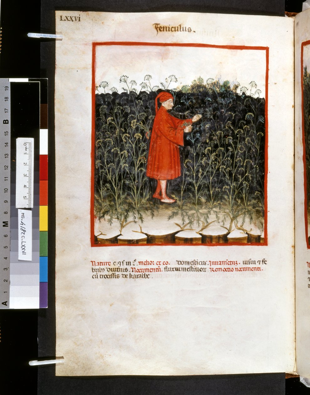 Theatrum sanitatis Ububchasyma de Baldach: "Feniculus", pierwsza dekada XIV wieku (miniatura) autorstwa Giovannino de