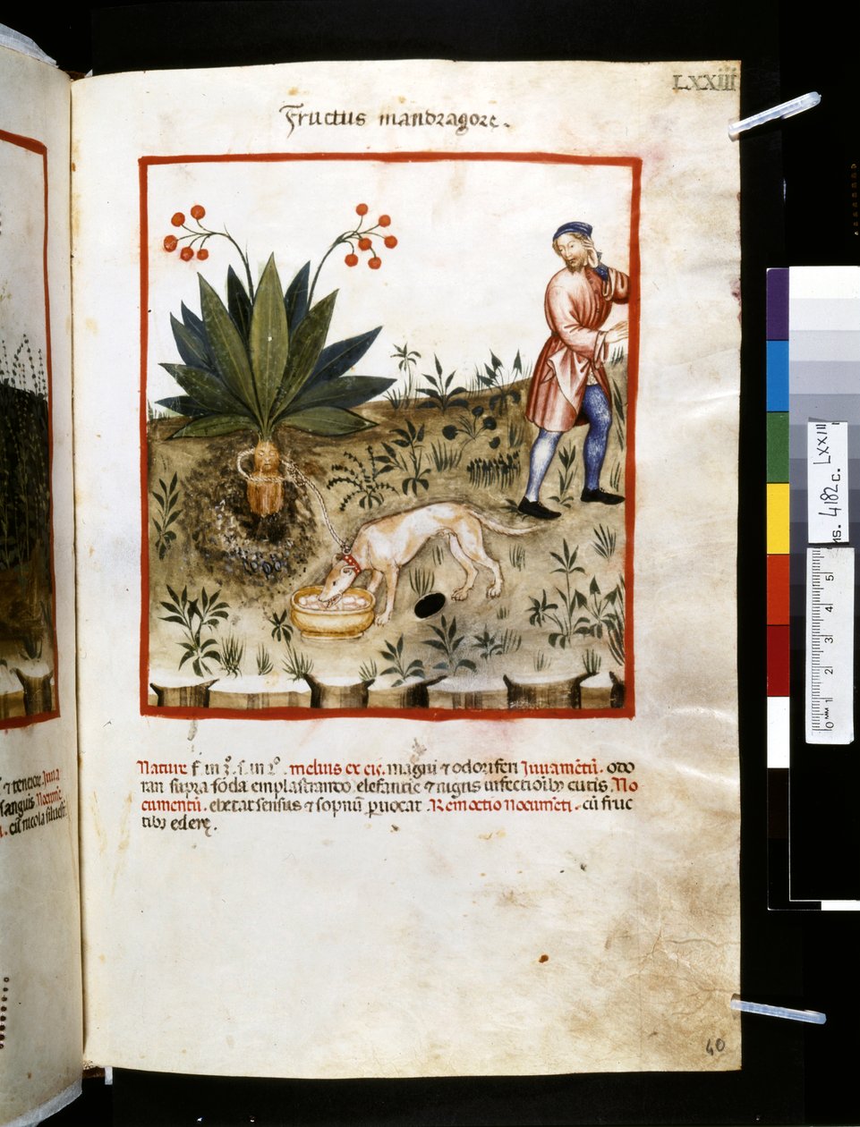 Theatrum sanitatis Ububchasyma de Baldach: "Fructus Mandragorae", pierwsza dekada XIV wieku (miniatura) autorstwa Giovannino de