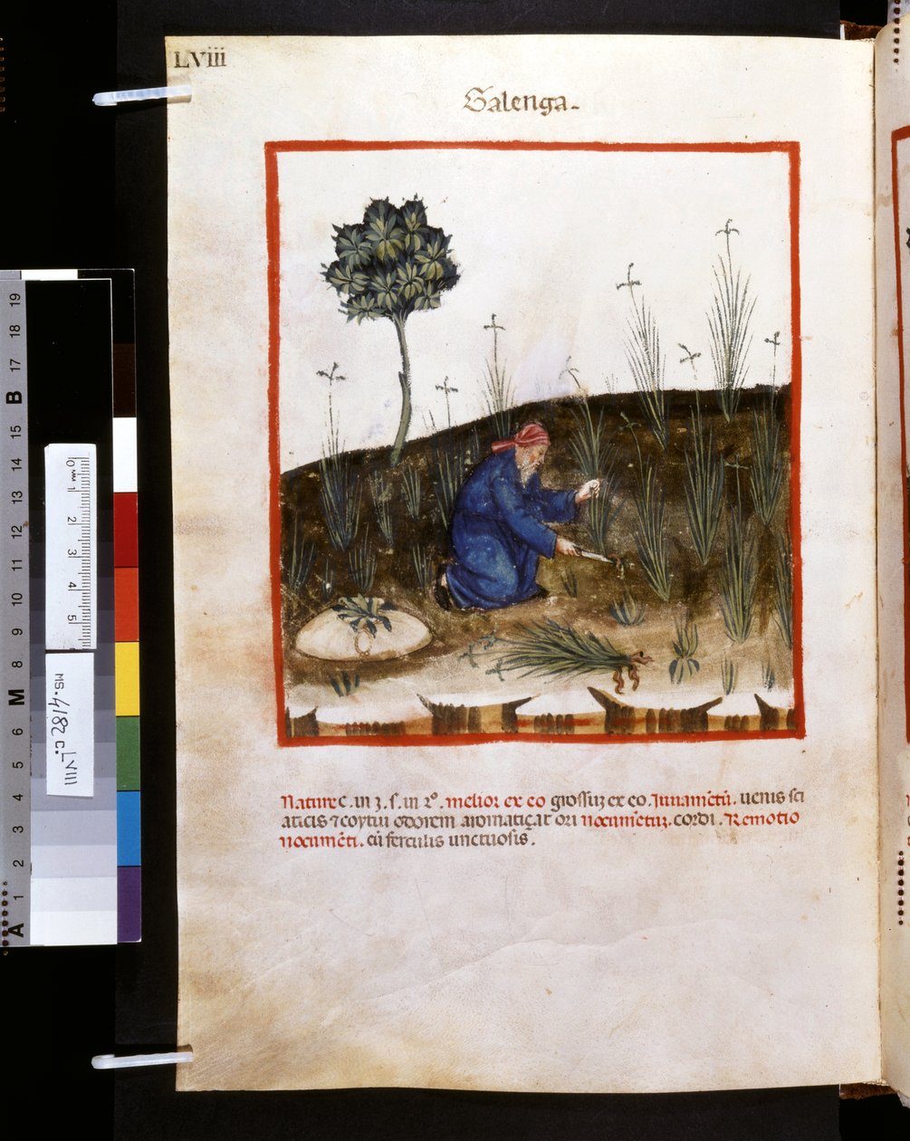 Theatrum sanitatis Ububchasyma de Baldacha: "Galenga", pierwsza dekada XIV wieku (miniatura) autorstwa Giovannino de