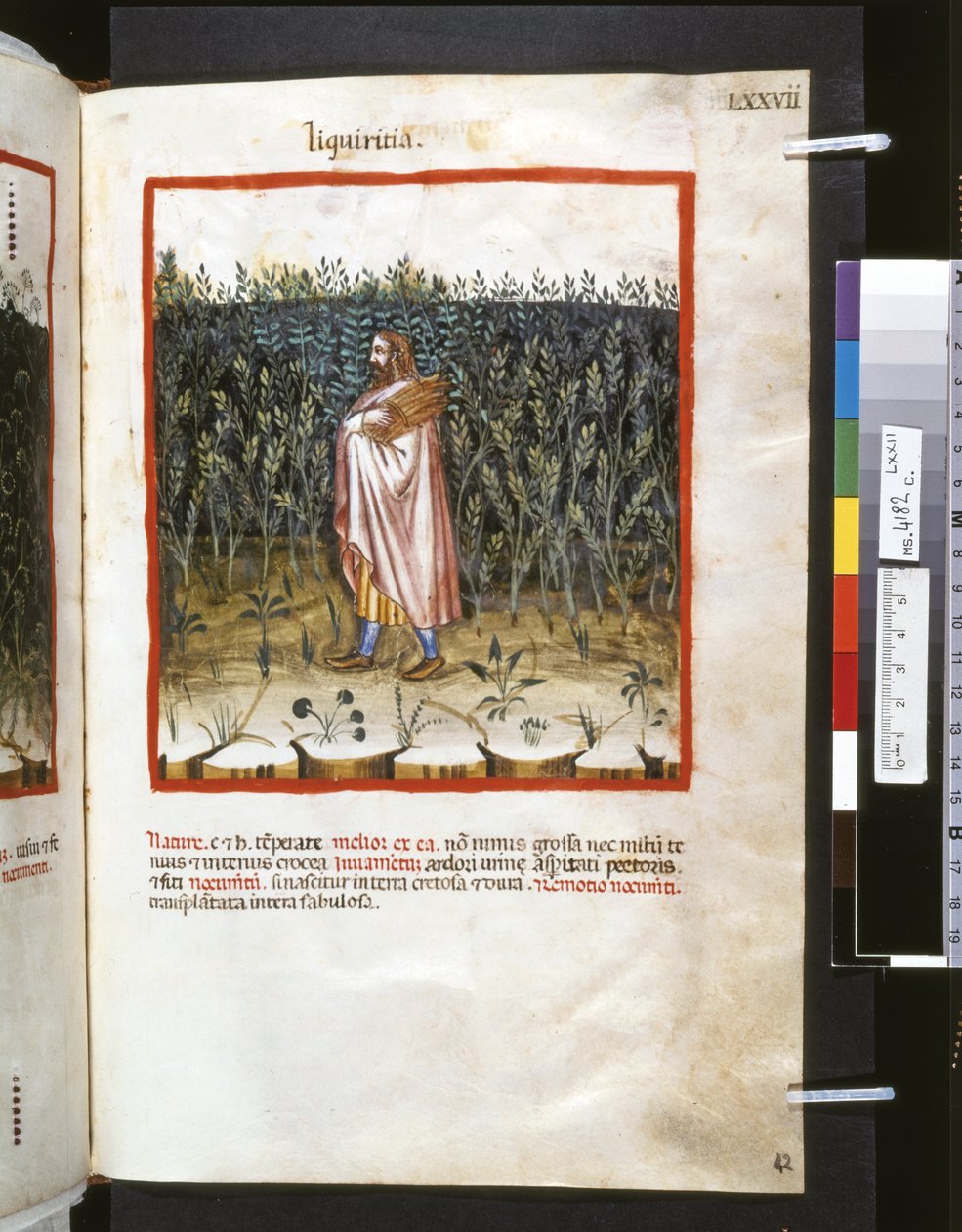 Theatrum sanitatis Ububchasyma de Baldach: "Liquiritia", pierwsza dekada XIV wieku (miniatura) autorstwa Giovannino de