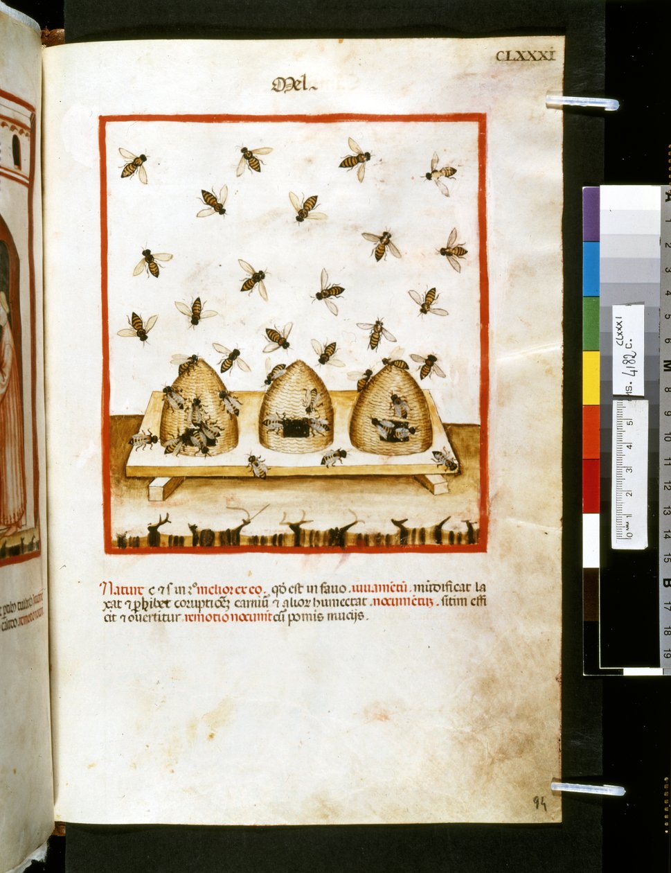Theatrum sanitatis Ububchasyma de Baldach: "Mel", pierwsza dekada XIV wieku (miniatura) autorstwa Giovannino de